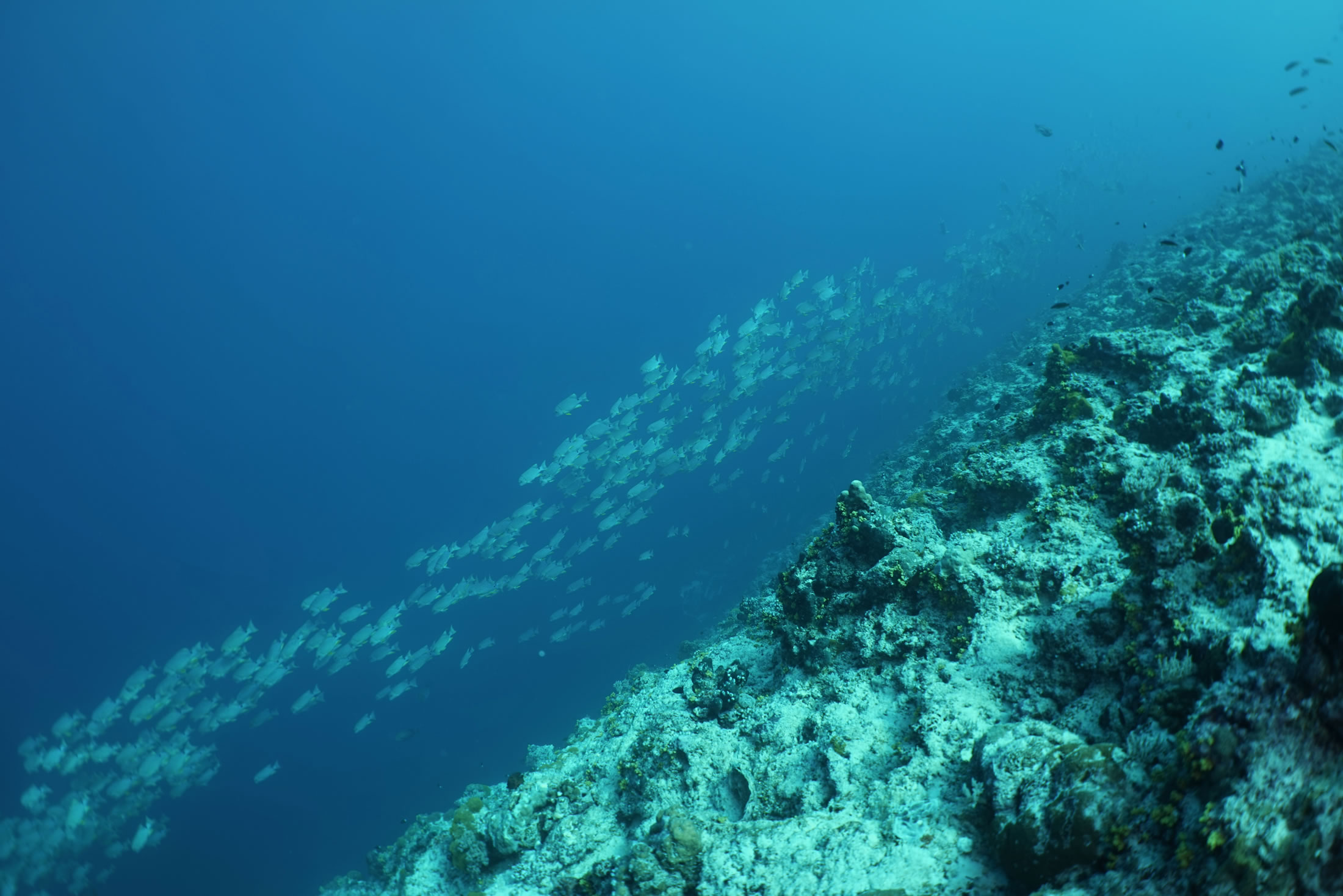 about-go-generocean